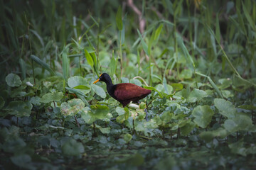 Aves de costa rica en su entorno natural en libertad