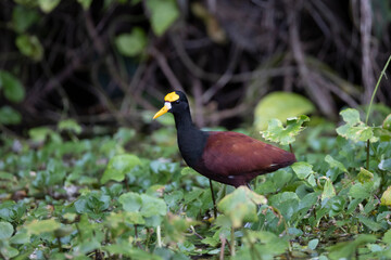 Aves de costa rica en su entorno natural en libertad