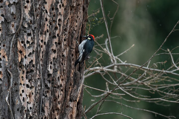 Woodpecker pecking a tree