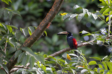 Aves de costa rica en su entorno natural en libertad
