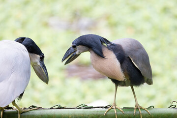 Aves de costa rica en su entorno natural en libertad