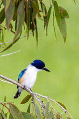 Forest Kingfisher in Queensland Australia
