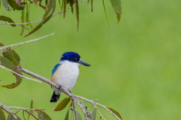 Obraz premium Forest Kingfisher in Queensland Australia