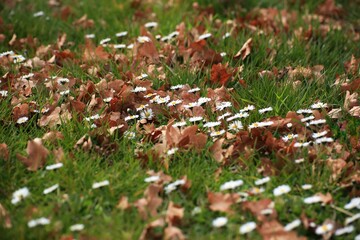 Lawn with daisies (Bellis perennis) and brown leaves in spring