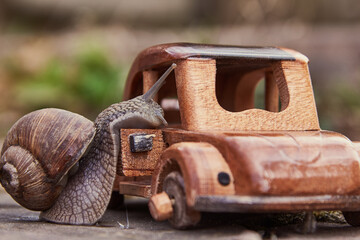 An ordinary garden snail and a wooden model of a retro car.Funny photo.