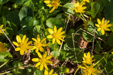 Viele gelbe Blüten vom Scharbockskraut blühen auf dem Waldboden