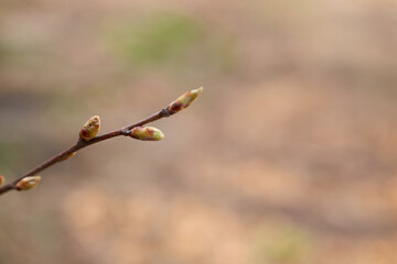 A tree branch with swollen buds close-up. Horizontal format