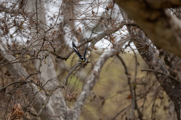 Black and white bird in flight