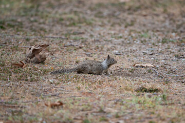 California Ground Squirrel.