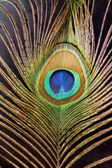 close-up of a bird peacock feather on a dark background