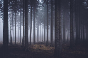 fog in the woods, mistery woods, magiczny las © malgorzata walkowska