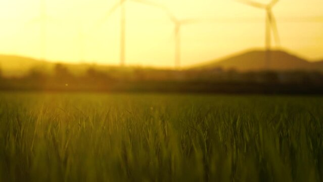 Close up of blade of grass fresh summer breeze with windmill turbine for energy clean renewable power supply during sunset