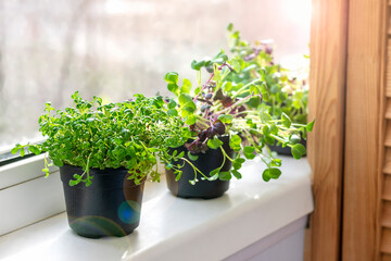 Growing microgreens on window Young raw sprouts of radishes and watercress in pots Healthy eating, lifestyle Superfood Indoor microgreen concept
