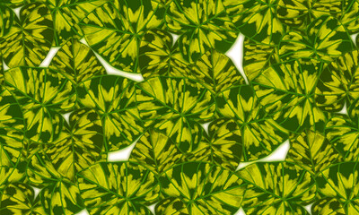 Green tropical leaves abstract spring,summer nature background