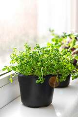 Fototapeta na wymiar Growing microgreens on window Young raw sprouts of radishes and watercress in pots Healthy eating, lifestyle Superfood Indoor microgreen concept