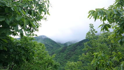 Spring scenery of Mt. Gajisan, Gyeongsangnam-do, South Korea