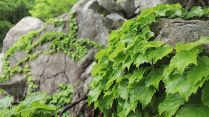 spring scenery in korea