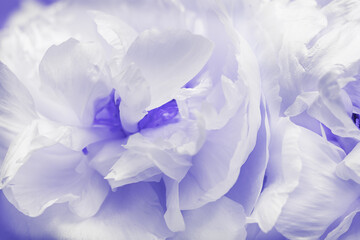 Close up white peony flower, blur macro petals purple color beauty in nature, natural flowery background, soft focus. Delicate fresh blooming flower of peony. Nature floral design backdrop