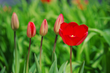 Red tulips on a background of green buds.
