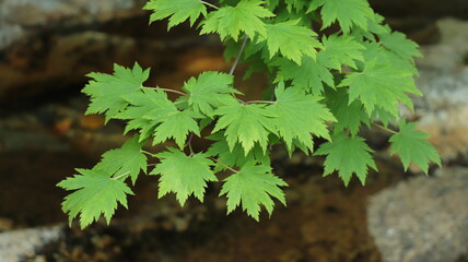 Beautiful valley spring scenery in Korea