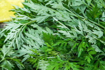 A handful of fresh green wormwood leaves close-up