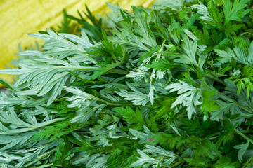 Fototapeta premium A handful of fresh green wormwood leaves close-up