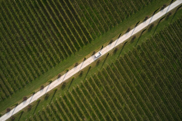 White car on the road. Gravel road between vineyards. The road is surrounded by cypress trees....