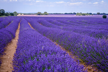 Obraz na płótnie Canvas Lavender field in bloom in the province of Guadalajara (Spain)
