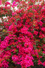 Fototapeta na wymiar Close-up of beautiful blooming bougainvillea in the garden