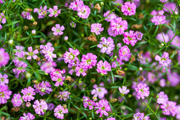 Fototapeta premium Beautiful blooming purple coneflowers planted in the garden