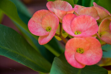 Pink poisian flowers are blooming in a pot.