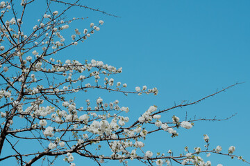 blooming tree against light blue sky natural spring landscape background	
