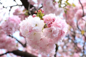 淡いピンク色のハート形の桜