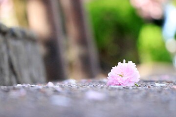 路上に落ちた桜の花