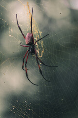 spider on the web