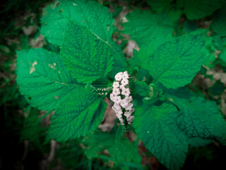 White flowers in the plant