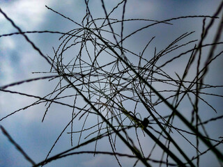 branches of a plants above the sky