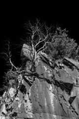 Rocks and Trees in B&W