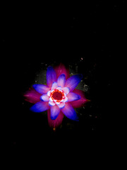water lily flower