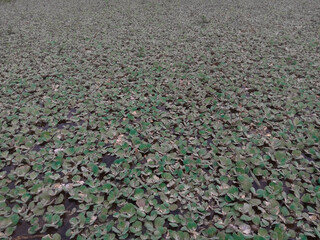 Grass on the water