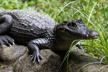 Cocodrilo en entorno natural en libertad