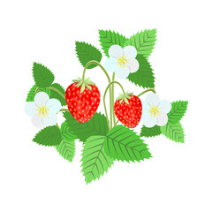 Strawberry plant,leaves,berries,flowers isolated on a white background.Vector illustration.Blooming strawberries can be used in textiles, tea packages.cosmetics, postcards.