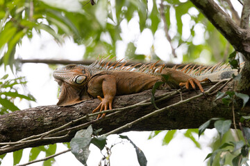Iguana en libertad en su entorno natural