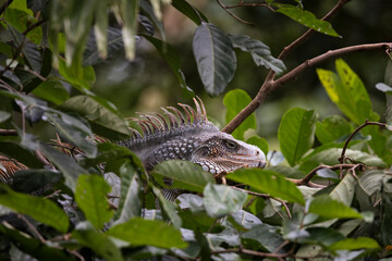 Iguana en libertad en su entorno natural
