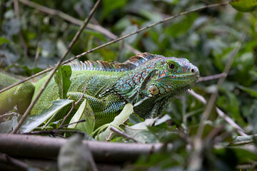 Iguana en libertad en su entorno natural