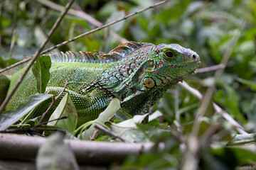 Iguana en libertad en su entorno natural