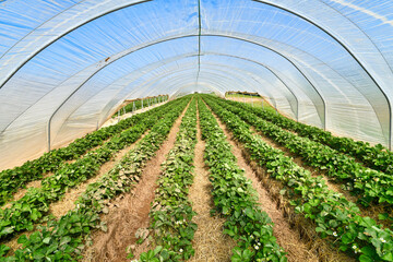 Rows of strawberry fruit plants under tunnel dome greenhouse