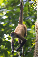 Mono en libertad en su entorno natural selvático.