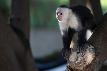 Mono en libertad en su entorno natural selvático.