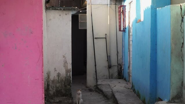 Cat in an ally in Havana Cuba during the day